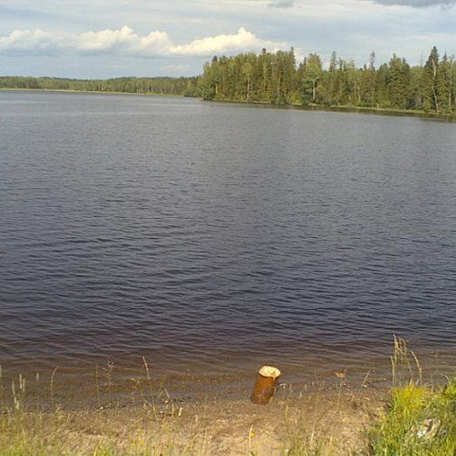 Чистые берега России в Новгородской области