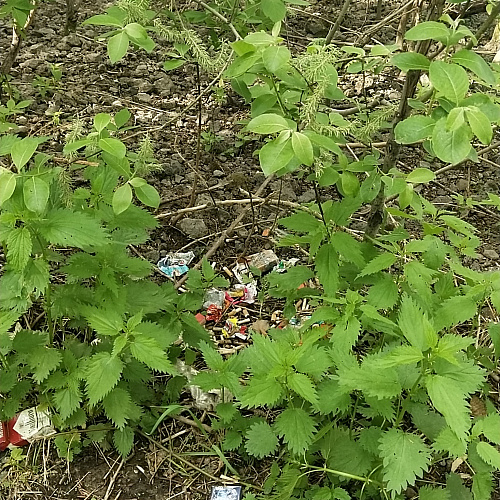 Новокузнецк, терриротия у реки Томь, 27.05.2021